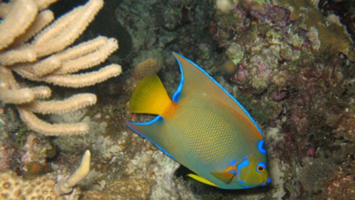 fishesDisk (22)_175